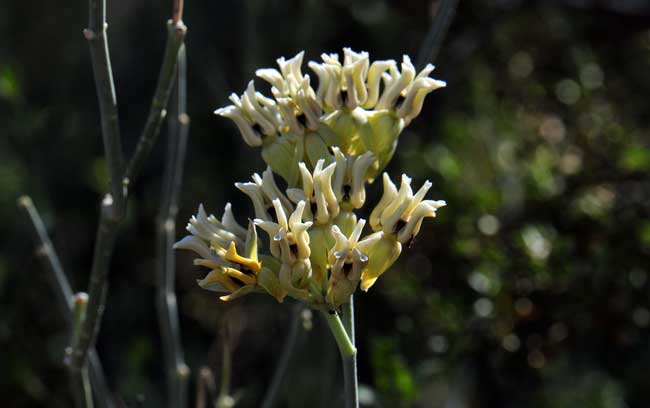 Asclepias subulata, Rush Milkweed, Southwest Desert Flora